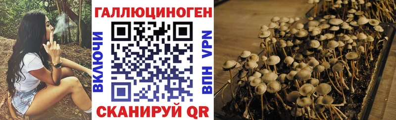 Псилоцибиновые грибы Cubensis Урень